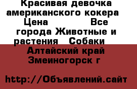 Красивая девочка американского кокера › Цена ­ 35 000 - Все города Животные и растения » Собаки   . Алтайский край,Змеиногорск г.